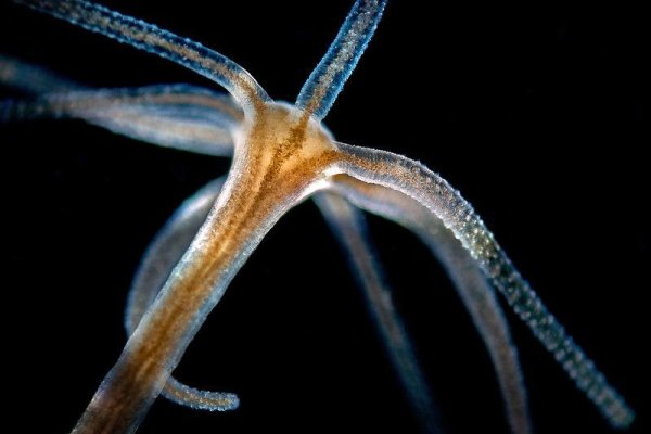 Kraken сайт kraken torion